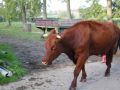 2013-10-04_Werelddierendag_op_de_boerderij_023